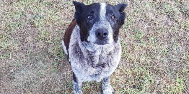 Max, a 17-year-old Blue Heeler from Queensland, Australia, is being praised after spending more than 15 hours in rugged bushland in the rain with a lost three-year-old girl.