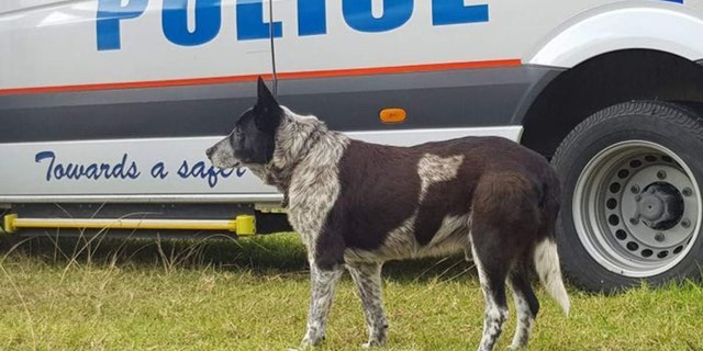 Max was given the title of honorary police dog for his heroic act.