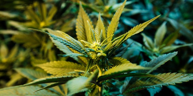 FILE - This Wednesday, Nov. 7, 2012 file photo shows a medical marijuana plant at a dispensary in Seattle. Increased use of medical marijuana may lead to more young children getting sick from accidentally eating food made with the drug, a Colorado study suggests. The study was released Monday, May 27, 2013 in JAMA Pediatrics. (AP Photo/Ted S. Warren, File)