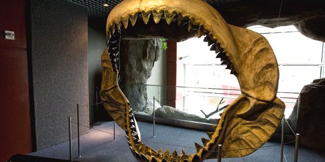 megalodon jaws