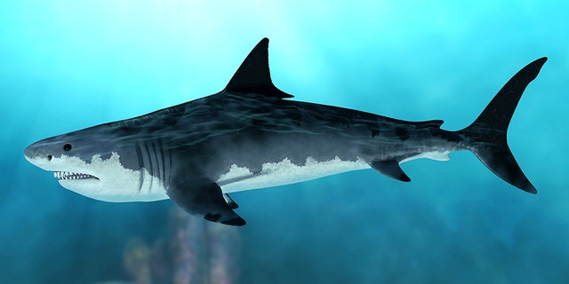 3D rendering of an extinct Megalodon shark in the seas of the Cenozoic Era.