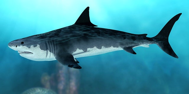 3D rendering of an extinct Megalodon shark in the seas of the Cenozoic Era.