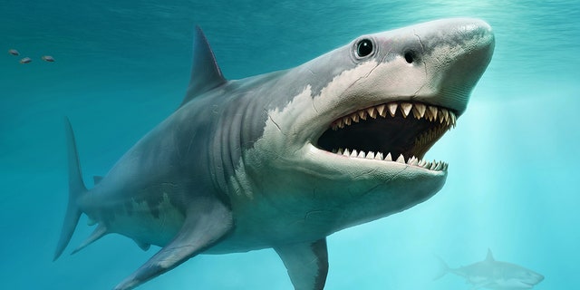 A 3D illustration of the extinct megalodon, which is believed to have reached 50 feet in length.