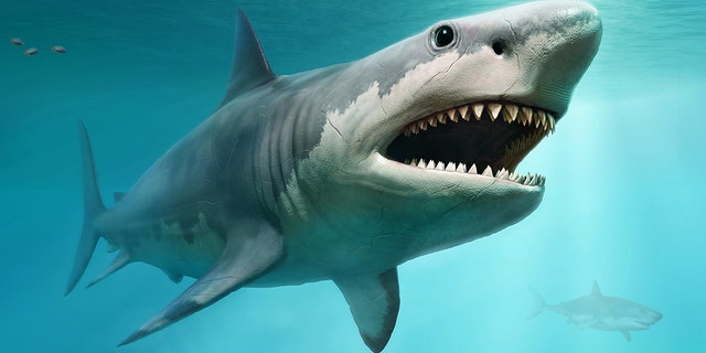 A 3D illustration of the extinct megalodon, which is believed to have reached 50 feet in length.