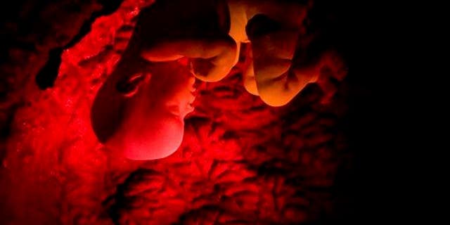 A human embryo is shown in a three-dimensional film on human reproduction.