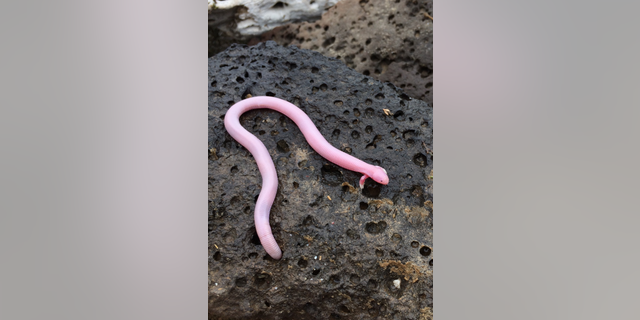 This Mexican mole lizard, <em>Bipes biporus</em>, was spotted aboveground in June in Baja California by Sara Ruane, professor of evolutionary biology and herpetology at Rutgers University-Newark, who was delighted to see what she had considered to be a "mythical" find.