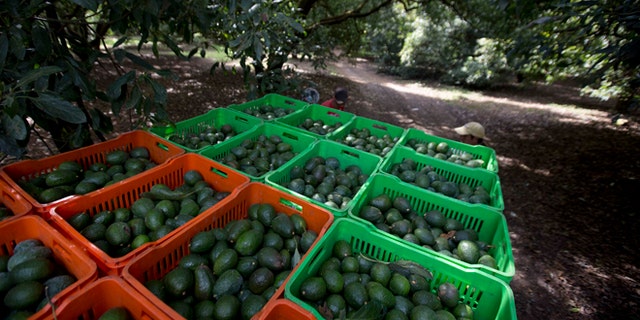Avocado boxes are collected in an avocado orchard in Michoacan, Mexico.