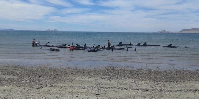 In this image released by Mexico's Secretary of the Navy on May 15, 2016, soldiers and villagers try in vain to move beached whales into deeper waters in a beach known as Playa Bufeo, near Ensenada in Mexico's Gulf of California. Mexicoâs Navy said in a statement Sunday that its personnel along with soldiers, agents of the environmental ministry and local fishermen worked Saturday and into Sunday trying to save the whales but ultimately, of the 27 that came ashore, only three were saved. (SEMAR via Associated Press)
