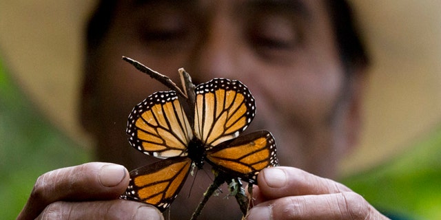 CORRECTS DATE - In this Nov. 12, 2015, file photo, a guide holds up a damaged and dying butterfly at the monarch butterfly reserve in Piedra Herrada, Mexico State, Mexico. Storms caused a big spike in the number of trees blown down or lost to heavy branch damage in forests where migrating monarch butterflies spend the winter in central Mexico, experts reported Tuesday, Aug. 23, 2016. (AP Photo/Rebecca Blackwell, File)