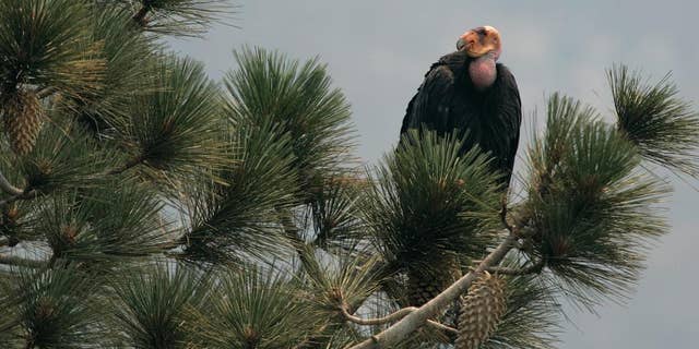 FILE - In this July 10, 2008, file photo, a California Condor is perched atop a pine tree in the Los Padres National Forest east of Big Sur, California. Two endangered female California condors have been transferred from the U.S. to Mexico City’s Chapultepec Zoo, Nov. 10, 2014, for a new breeding-in-captivity program. A U.S. Embassy statement says the zoo will begin raising the birds for eventual release into the wild. The goal is for Mexico to take over all aspects of breeding and reintroduction in the country. (AP Photo/Marcio Jose Sanchez, File)