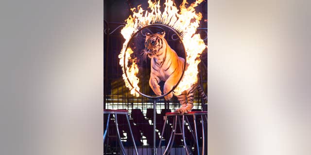 FILE - In this June 22, 2014 file photo, a tiger jumps through a ring of fire during a performance of the Fuentes Gasca Brothers Circus in Mexico City. Mexico's congress has passed legislation to ban the use of animals in circuses nationwide. The lower chamber's vote Thursday, Dec. 11, 2014 comes six months after Mexico City passed a similar ban that will go into effect next year. The bill now needs the signature of President Enrique Pena Nieto. (AP Photo/Sean Havey, File)