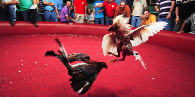 BARRANQUITAS, PUERTO RICO - NOVEMBER 11, 2006: Spectators cheer on the Fighting Roosters on opening night of the Cockfighting season at the Coliseo Central De Barranquitas on November 11, 2006 in Barranquitas, Puerto Rico. Heavy betting between the fans are made before and during the fights. Most of the time multiple bets are made by one person of up to several thousand dollars. all bets are paid off in cash at the end of each fight. Cockfighting, or "peleas de gallos," is a legal sport in Puerto Rico, unlike in the United States where some states have made it a felony. (Photo by Al Bello/Getty Images)
