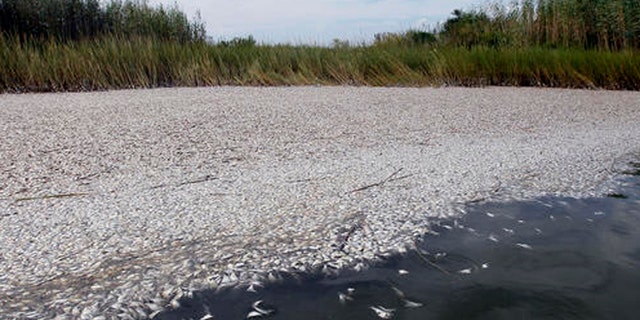 Dead pogies float in a fish kill in a pass near Bay Joe Wise on the Louisiana coast, Thursday, Sept. 16, 2010. It is the second fish kill discovered in lower Plaquemines Parish in the past week, typically a time of year when oxygen-depleted dead zones form in the Gulf of Mexico, but local officials believe the Deepwater Horizon oil spill may be a factor. (AP Photo/Patrick Semansky)