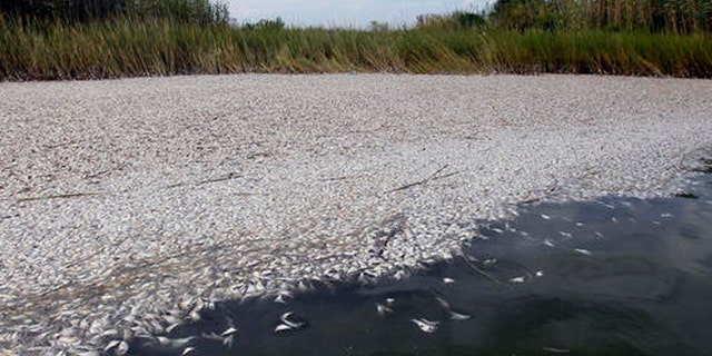 Dead pogies float in a fish kill in a pass near Bay Joe Wise on the Louisiana coast, Thursday, Sept. 16, 2010. It is the second fish kill discovered in lower Plaquemines Parish in the past week, typically a time of year when oxygen-depleted dead zones form in the Gulf of Mexico, but local officials believe the Deepwater Horizon oil spill may be a factor. (AP Photo/Patrick Semansky)