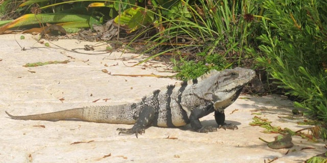 FILE - This Nov. 2012 file photo shows an iguana basking in the sun on the Isla Mujeres, Mexico. Mexican environmental authorities announced on Tuesday, May 12, 2015 they seized gallons of stew made of Mexican spiny-tailed iguanas at a restaurant in the township of Jojutla, in southern Morelos state, a species considered protected and threatened in Mexico. (AP Photo/Amanda Lee Myers, File)