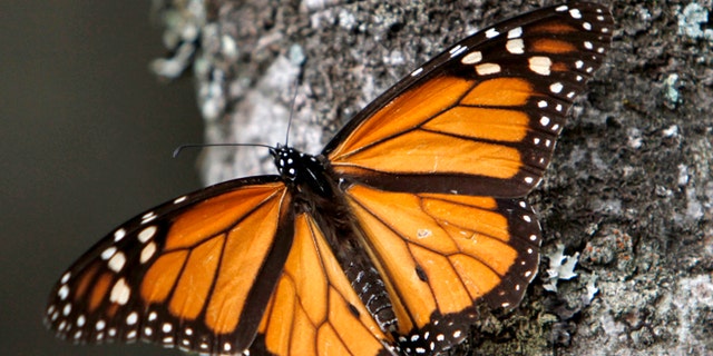 FILE - In this Dec. 9, 2011 file photo a Monarch butterfly sits on a tree trunk at the Sierra Chincua Sanctuary in the mountains of Mexico's Michoacan state. A new study of the Monarch butterflies' winter nesting grounds in central Mexico shows that small-scale logging is more extensive than previously thought, and may be contributing to the threats facing the Monarch's singular migration pattern, according to a new study co-authored by Omar Vidal, the head of Mexico's chapter of the World Wildlife Fund. (AP Photo/Marco Ugarte, File)