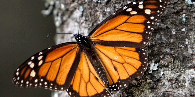 FILE - In this Dec. 9, 2011 file photo a Monarch butterfly sits on a tree trunk at the Sierra Chincua Sanctuary in the mountains of Mexico's Michoacan state. A new study of the Monarch butterflies' winter nesting grounds in central Mexico shows that small-scale logging is more extensive than previously thought, and may be contributing to the threats facing the Monarch's singular migration pattern, according to a new study co-authored by Omar Vidal, the head of Mexico's chapter of the World Wildlife Fund. (AP Photo/Marco Ugarte, File)