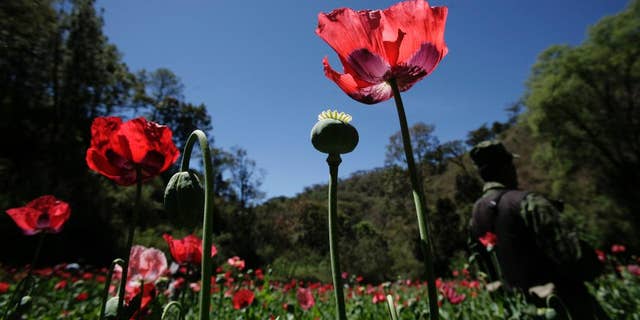 FILE - In this Thursday, March 4, 2010 file photo, a soldier stands on a poppy field, during eradication supervised by the Mexican Army on the outskirts of Morelia, Mexico. Mexican navy personnel said Monday, Aug. 17, 2015, they found and destroyed a six-acre (2.4 hectare) opium poppy plantation near the nation’s capital. Poppy plantations are in Mexico are usually smaller plots located in the remote mountains of Guerrero state in the south, or the mountains of Chihuahua, Sinaloa and Durango states in the north. It is rare to find such a large plot so near the capital. (AP Photo/Carlos Jasso, File)
