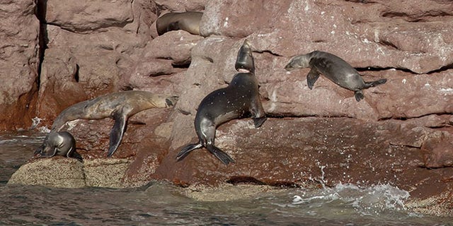 This Nov. 10, 2016 photo released by Mexico's office for environmental protection (PROFEPA) shows a sea lion whose neck was injured by fishing nets, center, after it was released back into the wild in Espiritu Santo, Mexico. PROFEPA says their program has successfully operated on seven sea lions in the area and is training personnel from the states of Sonora and Baja California, to extend the program to other areas. (Christian Vizl/PROFEPA via AP)