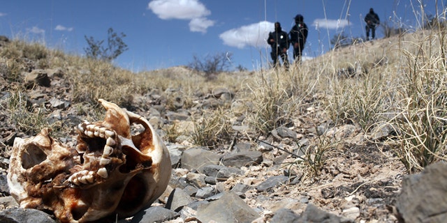 JUAREZ, MEXICO - MARCH 19: Mexican police stand near a skull discovered with other remains in what is thought to be a large grave in the desert of victims of recent drug violence on March 19, 2010 in the county ofJuarez, Mexico. The border city of Juarez has been racked by violent drug related crime recently and has quickly become one of the most dangerous cities in the world to live. As drug cartels have been fighting over ever lucrative drug corridors along the United States border, the murder rate in Juarez has risen to 173 slayings for every 100,000 residents. President Felipe Calderons strategy of sending 7000 troops to Juarez has not mitigated the situation. With a population of 1.3 million, 2,600 died in drug-related violence last year and 500 so far this year, including two Americans who worked for the U.S. Consulate last weekend as they returned from a childrens party. (Photo by Spencer Platt/Getty Images)