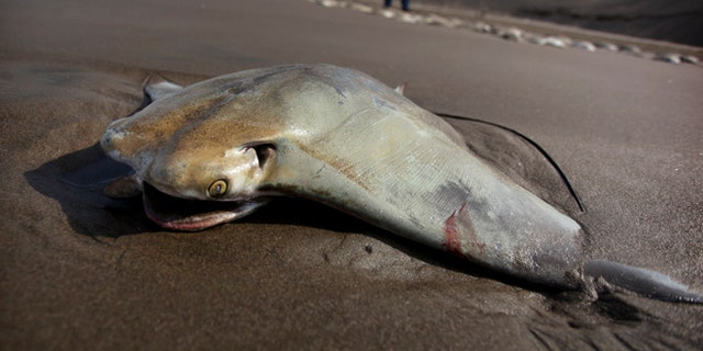 A stingray carcass lays on the shore of the Chachalacas beach near the town of Ursulo Galvan on Mexico's Gulf Coast, Tuesday, July 16, 2013. Mexican authorities are investigating the death of at least 250 stingrays. Ursulo Galvan Mayor Martin Verdejo says witnesses told authorities fishermen dumped the stingrays on the beach because they weren't able to get a good price for them. Chopped stingray wings are commonly served as snacks in Veracruz restaurants. (AP Photo/Felix Marquez)