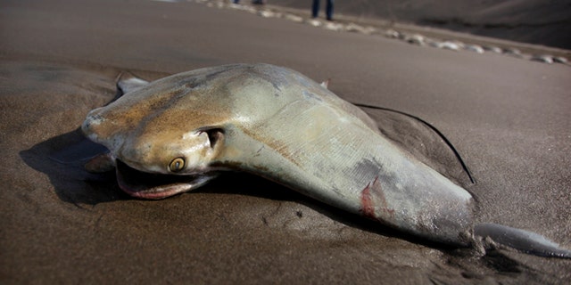 A stingray carcass lays on the shore of the Chachalacas beach near the town of Ursulo Galvan on Mexico's Gulf Coast, Tuesday, July 16, 2013. Mexican authorities are investigating the death of at least 250 stingrays. Ursulo Galvan Mayor Martin Verdejo says witnesses told authorities fishermen dumped the stingrays on the beach because they weren't able to get a good price for them. Chopped stingray wings are commonly served as snacks in Veracruz restaurants. (AP Photo/Felix Marquez)
