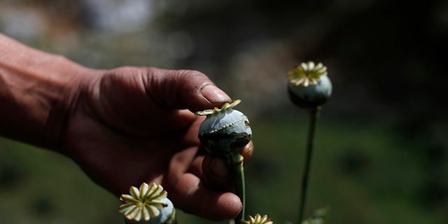 FILE - In this Jan. 26, 2015 file photo, an opium grower shows how he "milks" a poppy flower bulb to obtain opium paste in the Sierra Madre del Sur mountains of Guerrero state, Mexico. Violence continues in Iguala because the town's most lucrative business still thrives: the opium trade. The city sits halfway between Mexico City and Acapulco in the state of Guerrero, surrounded by steep mountains where farmers milk fields of poppies for opium paste. (AP Photo/Dario Lopez-Mills, File)