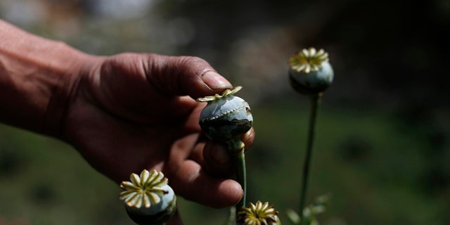 FILE - In this Jan. 26, 2015 file photo, an opium grower shows how he "milks" a poppy flower bulb to obtain opium paste in the Sierra Madre del Sur mountains of Guerrero state, Mexico. Violence continues in Iguala because the town's most lucrative business still thrives: the opium trade. The city sits halfway between Mexico City and Acapulco in the state of Guerrero, surrounded by steep mountains where farmers milk fields of poppies for opium paste. (AP Photo/Dario Lopez-Mills, File)