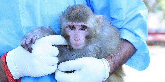 Feb. 2, 2013: One of two official package of photos of Iran's famed simian space traveler depicted the wrong monkey, but that the primate really did fly up into orbit and return safely, a senior Iranian space confirmed.