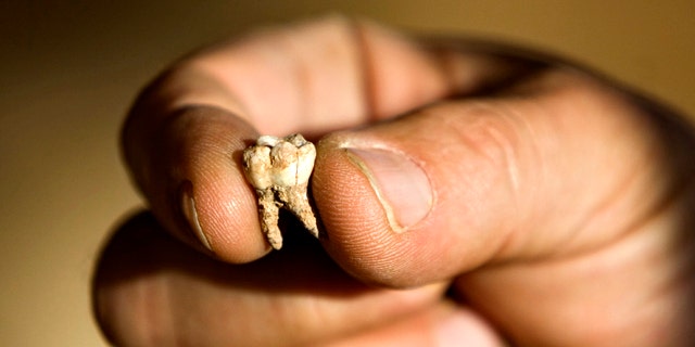 Professor Avi Gopher from the Institute of Archeology of Tel Aviv University holds an ancient tooth that was found at an archeological site near Rosh Haain, central Israel, Monday, Dec. 27, 2010. Israeli archaeologists say they may have found the earliest evidence yet for the existence of modern man.
