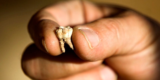 Professor Avi Gopher from the Institute of Archeology of Tel Aviv University holds an ancient tooth that was found at an archeological site near Rosh Haain, central Israel, Monday, Dec. 27, 2010. Israeli archaeologists say they may have found the earliest evidence yet for the existence of modern man.