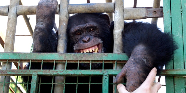 Omega, a 12-year-old chimpanzee, bares his teeth through his cage in a zoo in the southern Lebanese village of Ansar on Monday, Nov. 8, 2010. In his younger years, the chimp was used in one of the local restaurants to entertain people and was made to smoke cigarettes and serve water pipes to customers.