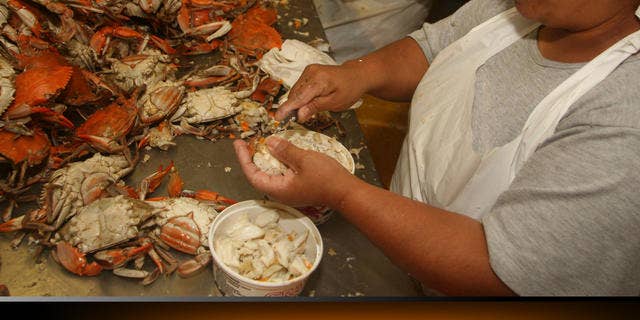 ** ADVANCE FOR SUNDAY, JULY 2 ** Migrant guest worker Poli Resendiz Ponce, of Hidalgo, Mexico, removes the meat from crabs at Russell Hall Seafood, Wednesday June 28, 2006, in Fishing Creek, Md. Crab processors say it's an easy decision, either hire Mexican workers to pick crabs or close up shop. The only thing they're unsure of is whether they'll be allowed to hire employees next year on seasonal work visas. A two-year extension of the visa program that allows them to staff Eastern Shore crab houses with workers to pry lump meat out of crabs expires this year, and an extension is still pending in Congress.(AP/Kathleen Lange)