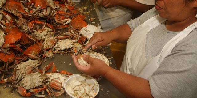 ** ADVANCE FOR SUNDAY, JULY 2 ** Migrant guest worker Poli Resendiz Ponce, of Hidalgo, Mexico, removes the meat from crabs at Russell Hall Seafood, Wednesday June 28, 2006, in Fishing Creek, Md. Crab processors say it's an easy decision, either hire Mexican workers to pick crabs or close up shop. The only thing they're unsure of is whether they'll be allowed to hire employees next year on seasonal work visas. A two-year extension of the visa program that allows them to staff Eastern Shore crab houses with workers to pry lump meat out of crabs expires this year, and an extension is still pending in Congress.(AP/Kathleen Lange)