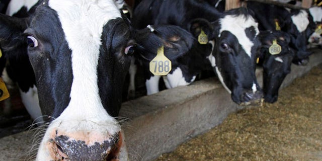 April 20, 2011: Cows are seen at a barn in Fairfield, Vt.