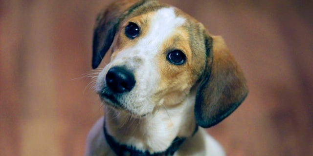 FILE 2011: Daniel, who is better known as the "Miracle Dog" waits for a treat in the home of Mark and Jill Pavlik in Rochelle Park, N.J., where he was being fostered upon his arrival in the state.