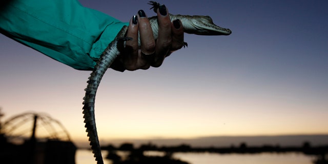 Nov. 28, 2011: A wildlife biologist holds a small crocodile that will be released into one of the cooling canals adjacent to the Turkey Point Nuclear Power Plant during a nighttime crocodile survey in Homestead, Fla.