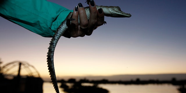 Nov. 28, 2011: A wildlife biologist holds a small crocodile that will be released into one of the cooling canals adjacent to the Turkey Point Nuclear Power Plant during a nighttime crocodile survey in Homestead, Fla.