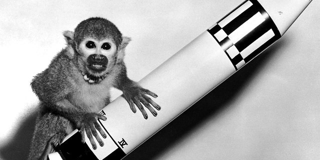 May 29, 1959: Monkey Baker, sent into space on the Jupiter AM-18 rocket, poses on a model of the vehicle.
