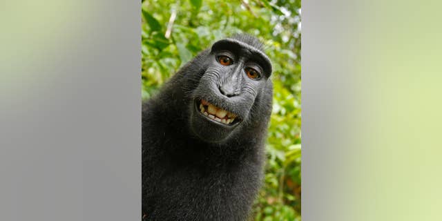 This 2011 photo provided by People for the Ethical Treatment of Animals (PETA) shows a selfie taken by a macaque monkey on the Indonesian island of Sulawesi with a camera that was positioned by British nature photographer David Slater. (AP)