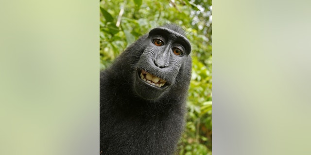 This 2011 photo provided by People for the Ethical Treatment of Animals (PETA) shows a selfie taken by a macaque monkey on the Indonesian island of Sulawesi with a camera that was positioned by British nature photographer David Slater. The photo is part of a court exhibit in a lawsuit filed by PETA in San Francisco on Tuesday, Sept. 22, 2015, which says that the monkey, and not Slater, should be declared the copyright owner of the photos. Slater has argued that, as the “intellect behind the photos,” he is the copyright owner since he set up the camera so that such a photo could be produced if a monkey approached it a pressed the button.