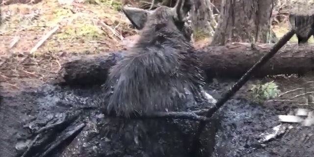 Two Maine game wardens and two hunters stumbled upon a moose trapped in a spring hole and were able to help set it free.