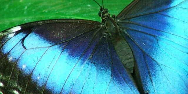 Nanotechnology emulates a South American insect's wings.