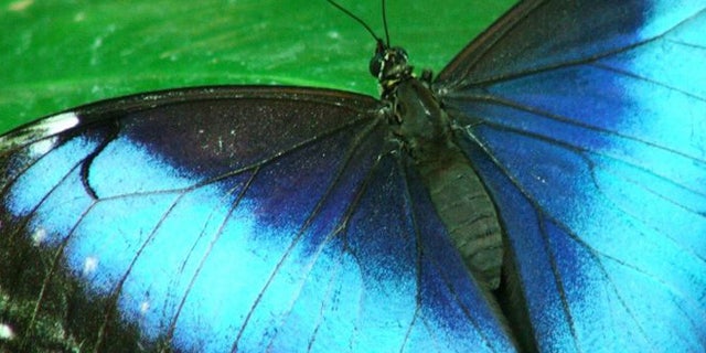 Nanotechnology emulates a South American insect's wings.