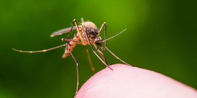 A Michigan resident has been diagnosed with a case of Eastern equine encephalitis (EEE), a mosquito-borne virus that can lead to “lasting brain damage.”