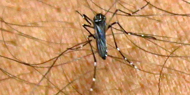 FILE - In this Thursday, Oct. 4, 2012 file photo, an Aedes aegypti mosquito feeds on the arm of Emilio Posada, the Upper Keys supervisor for the Florida Keys Mosquito Control District, in Key Largo, Fla. Millions of genetically modified mosquitoes could be released in the Florida Keys if British researchers win approval to use the bugs against two extremely painful viral diseases. Never before have insects with modified DNA come so close to being set loose in a residential U.S. neighborhood. (AP Photo/Wilfredo Lee, File)