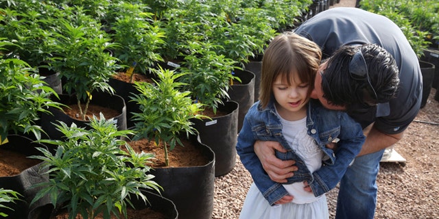 In this Feb. 7, 2014 photo, Matt Figi hugs and tickles his once severely-ill 7-year-old daughter Charlotte, as they wander around inside a greenhouse for a special strain of medical marijuana known as Charlotte's Web, which was named after the girl early in her treatment, in a remote spot in the mountains west of Colorado Springs, Colo. A few years ago, Charlotte's doctors were out of ideas to help her. Suffering from a rare disorder known as Dravets syndrome, Charlotte had as many as 300 grand mal seizures a week, was confined to a wheelchair, went into repeated cardiac arrest and could barely speak. Now Charlotte is largely seizure-free, able to walk, talk and feed herself, with her parents attributing her dramatic improvement to this strain of medical cannabis. (AP Photo/Brennan Linsley)