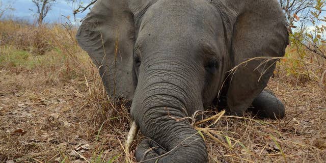 In this photo taken Sept. 6, 2014, provided byt by Wildlife Conservation Society a poached elephant lays in the Mozambican bush after been shot dead by poacher gunfire. Poachers slaughtering elephants in Mozambique cut their population almost in half from 2009 to last year, but in Uganda, elephant numbers are increasing as a result of anti-poaching measures, according to aerial surveys. (Alastair Nelson/Wildlife Conservation Society via AP)