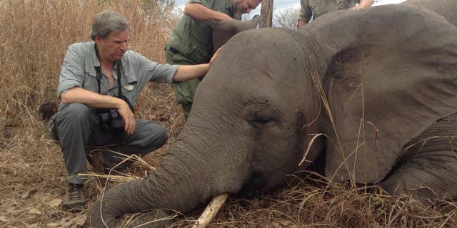 In this Sunday, Sept. 7, 2014 handout photo supplied by the Wildlife Conservation Society, (WCS) WCS members inspect the scene where a poached elephant lays dead in the Niassa Reserve, Mozambique, after being shot dead by poachers with an AK-47. The recent arrests of six suspected poachers in the vast reserve is some rare good news in a country that has long been seen as lacking the will and resources to stem the slaughter of elephants and other species under threat. (AP Photo/Wildlife Coversation Society International-Alastair Nelson) MANDATORY CREDIT THIS IMAGE MAY ONLY BE USED FOR 14 DAYS FROM TIME OF TRANSMISSION: NO ARCHIVES: NO LICENSING.