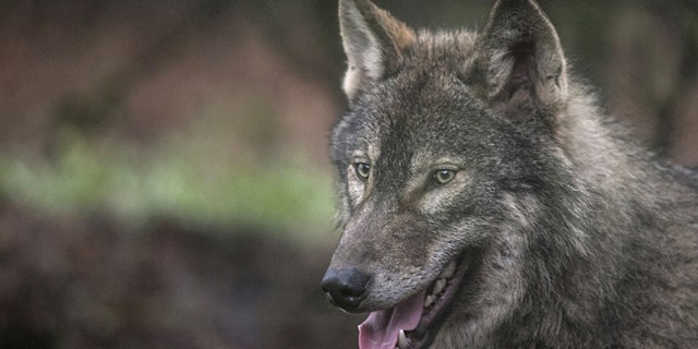 BRISTOL, ENGLAND - MARCH 13: A young male wolf, one of five that has recently arrived, explores its new enclosure at The Wild Place Project on March 13, 2014 in Bristol, England. A pack of five all male European grey wolves are the latest residents at the recently opened attraction which is an extension of Bristol Zoo Gardens, just off junction 17 of the M5. Originally from Scotland, the wolves and are now living in the new Wolf Wood exhibit; an area of woodland at The Wild Place Project which has been left as natural as possible to replicate their native woodland habitat in Europe. (Photo by Matt Cardy/Getty Images)